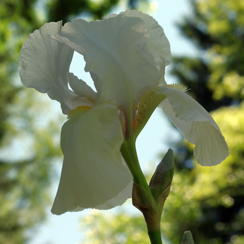 Iris germanica Immortality